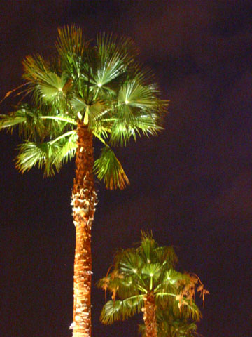 Palm Tree